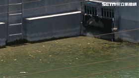 台東市立湧泉天氣太熱變魚塭。（圖／記者王浩原攝影）