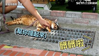 喵手插水溝蓋　爸嫌髒幫拔出遭狠打槍