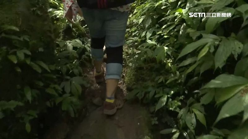 溪頭神秘「逃票路線」　登山熟客最愛