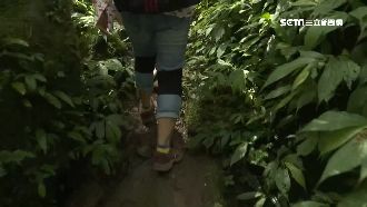 溪頭神秘「逃票路線」　登山熟客最愛