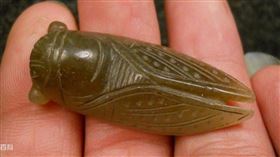 ▲玉蟬（圖／翻攝自百度百科）