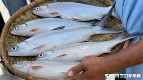 虱目魚。（圖／記者馮珮汶攝）
