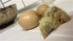 雞 小雞 （圖／翻攝自爆廢公社）