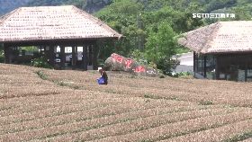 (業配)農亮點茶莊081118