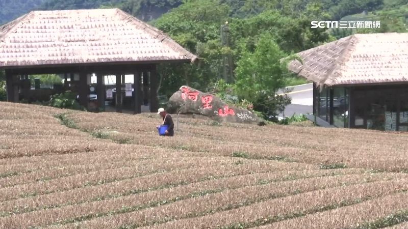 農遊券這樣玩　28間亮點茶莊一日遊