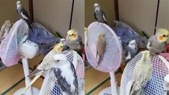 7鸚鵡消暑出奇招　網笑：電扇長鳥鳥