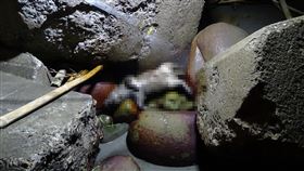 台南四草大橋下發現豬屍台南市動物防疫保護處27日晚間接獲海巡單位轉報，在安平區四草大橋下消波塊發現一具豬隻屍體。初判豬屍約3週齡，體重約6公斤，經海水浸泡及海浪沖刷，屍體已明顯腫脹，體型外觀仍保持完整。（台南市動保處提供）中央社記者楊思瑞台南傳真  109年7月28日