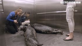 走入美國最大的水族館《喬治亞水族館》，一探水族館工作秘辛及溫馨故事，從訓練海豹坐電梯，到幫人氣企鵝輸血，看保育員與動物們的親蜜互動。（圖／動物星球頻道提供）