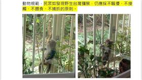 台北市政大里社區出現獼猴。（圖讀者提供）