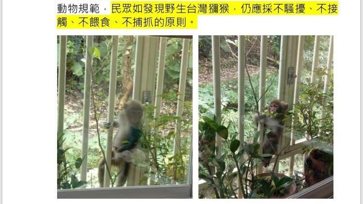 獨／北市豪宅區驚見獼猴闖入！住戶嚇