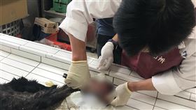 啞鈴毆狗致死案　家畜所解剖勘驗嘉義縣大林鎮許姓民眾飼養的犬隻遭鄰居持啞鈴砸擲重傷致死，家畜疾病防治所為瞭解案情帶回解剖勘驗，發現犬隻遭啞鈴重擊後，左後肢有骨折情形。（嘉義縣家畜疾病防治所提供）中央社記者蔡智明傳真　109年7月28日