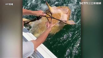 海龜遭陷阱纏腳　暖男奮勇跳海解救