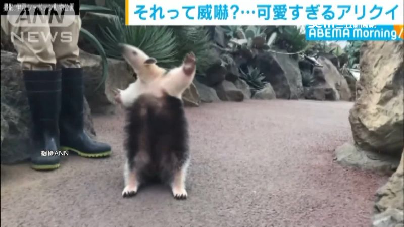 最萌耍流氓！日動物園食蟻獸意外暴紅