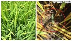 秋行軍蟲災（防檢局提供）