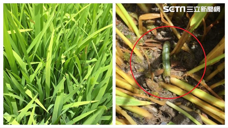 秋行軍蟲又來鬧　危害你天天吃的稻米