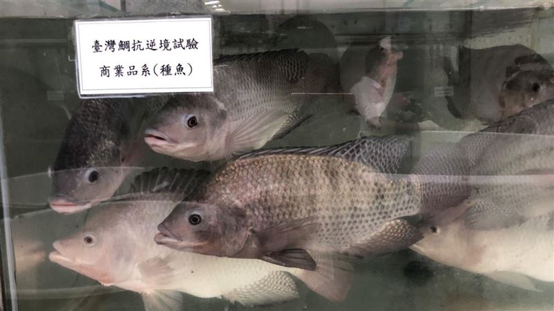 台灣鯛再進化！推育種平台增3倍產值
