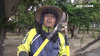 虎頭蜂出沒螫人　老手入夏摘逾50個