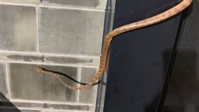 松柏嶺靈蛇再現！與神農得主跟拜（圖／翻攝自李長生臉書）