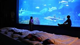 ▲「親親夜未眠」活動（圖／花蓮海洋公園提供）