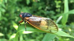 「殭屍蟬」現蹤！還誘同類來啪啪感染
殭屍,蟬,Massospora,真菌,交配,寄生
翻攝自推特