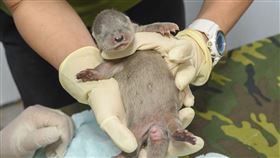 歐亞水獺「金莎」生寶寶了！是女孩！（圖／臺北市立動物園提供）