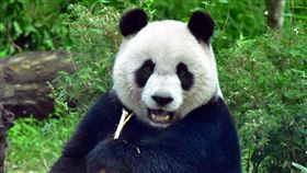 家中有新生寶寶  「圓仔」、「團團」都知道。（圖／臺北市立動物園提供）