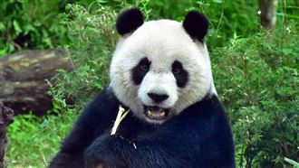 團團、圓仔知「圓仔妹」？動物園說…