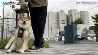 厭世柴散步突懶癌發作　被拉起秒躺下