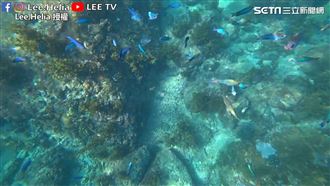 與魚群共遊　絕美浮潛秘境在台灣