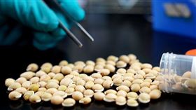 中研院證實「白扁豆」有效阻斷新冠病毒入侵。（圖／中研院提供）