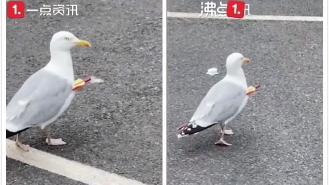 海鷗「胸部被射穿」還到速食店嗑薯條