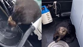 影／躲虎鯨追殺！海獺登船「求收留」
阿拉斯加,海獺,虎鯨,John Dornellas
翻攝自臉書Coldwater Alaska