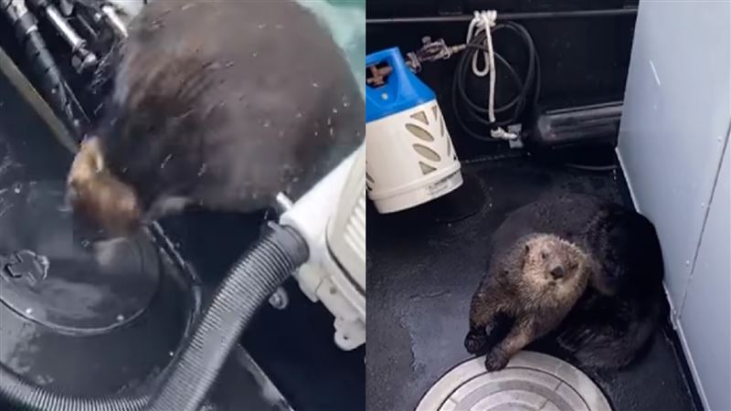 影／躲虎鯨追殺！海獺登船「求收留」