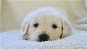 狗狗每天5點進屋　背後原因暖哭網