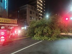 ▲台北市松山區一巨大路樹突然倒下，就壓在一旁轎車引擎蓋上。（圖／翻攝畫面）

