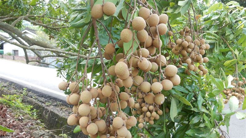 龍眼盛產期到！專家：這樣挑最好吃