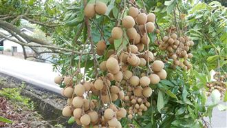 龍眼盛產期到！專家：這樣挑最好吃