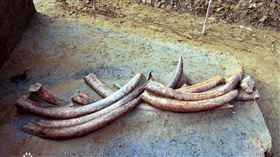 ▲金沙遺址；象牙（圖／翻攝自百度百科）