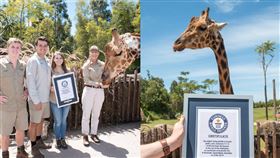 金氏世界紀錄認證　最高長頸鹿在澳洲
澳洲動物園,金氏世界紀錄,長頸鹿,Forest
翻攝自澳洲動物園臉書