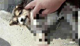 上海幼犬車禍後被丟入垃圾桶（圖／翻攝自微博）