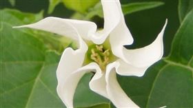 曼陀羅（圖／翻攝自維基百科）