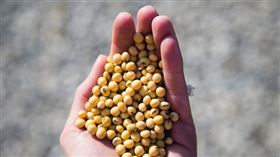 名家專用／NOW健康／凡是美國永續生產的黃豆，都可申請標章授權，消費者可藉由選擇具有標章的黃豆製品，為地球永續發展盡一份心力。(勿用)