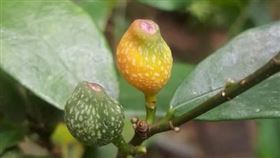 天仙果又被稱為羊乳頭。（圖／翻攝自台灣環境資訊協會網站）