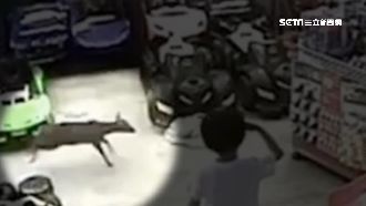 野生山羌現圓山花博！誤闖店家趴趴走