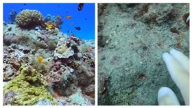 綠島石朗潛點小丑島的珊瑚、海葵近日因南寮漁港工程施工，被飄散的泥沙覆蓋，幾乎死亡。小丑魚。海洋生態。（圖／當地潛水教練Oscar提供）