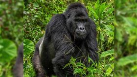 ▲烏干達最著名的大猩猩拉菲基（Rafiki）。（圖／翻攝自推特）