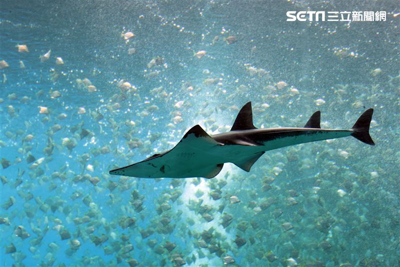 「Xpark 水族館」巨型水族箱可以看到壯觀的迴游魚群與鯊魚等海洋生物。（記者邱榮吉/攝影）