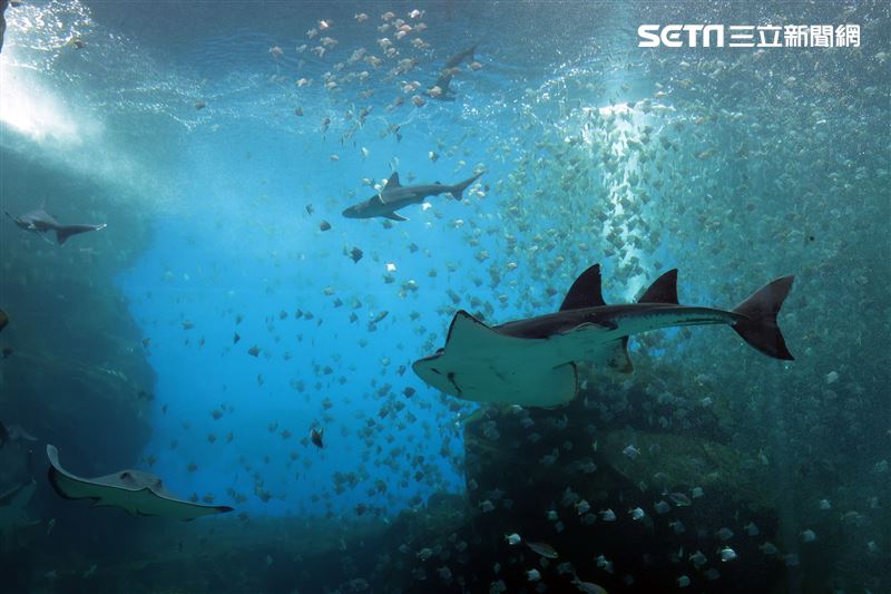 「Xpark 水族館」巨型水族箱可以看到壯觀的迴游魚群與鯊魚等海洋生物。（記者邱榮吉/攝影）
