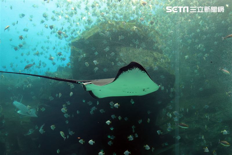 「Xpark 水族館」巨型水族箱可以看到壯觀的迴游魚群與鯊魚等海洋生物。（記者邱榮吉/攝影）