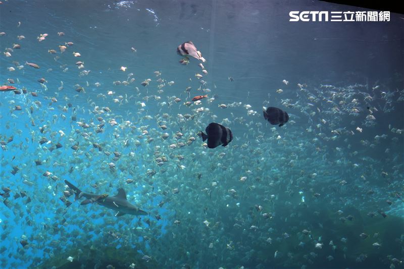 「Xpark 水族館」巨型水族箱可以看到壯觀的迴游魚群與鯊魚等海洋生物。（記者邱榮吉/攝影）